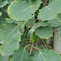 Populus tremula feuille